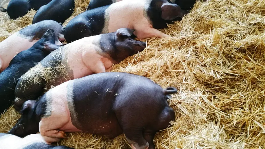 Rosnąca podaż świń sprzyja spadkowi cen na rynku trzody chlewnej