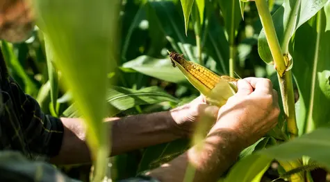 Ceny kukurydzy zaliczają dynamiczną zwyżkę