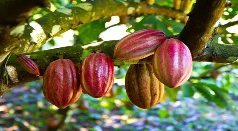 Cena kakao tąpnęła po pobiciu historycznego rekordu