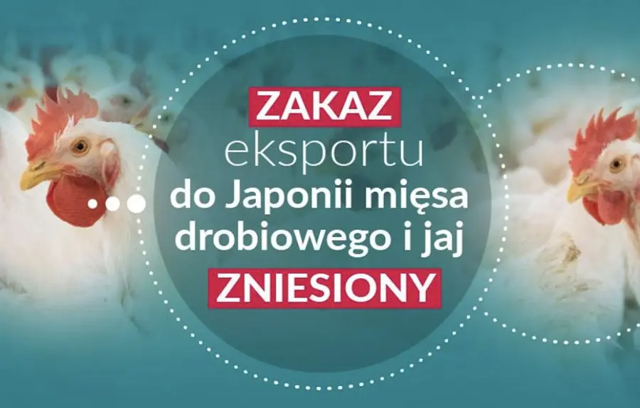 Eksport drobiu i jaj do Japonii! Nowe możliwości dla polskiego rolnictwa! Co to oznacza dla polskich producentów?