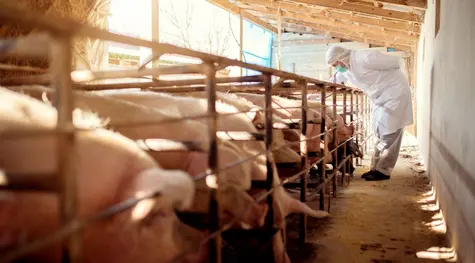 Trzoda chlewna: produkcja wieprzowiny w dekoniunkturze! Opłacalność chowu spada, coraz większe problemy z nadpodażą. Czy nowy rok będzie łaskawy dla tego sektora? | FXMAG INWESTOR