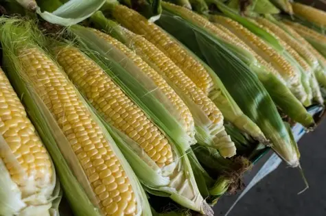 Cena kukurydzy w konsolidacji