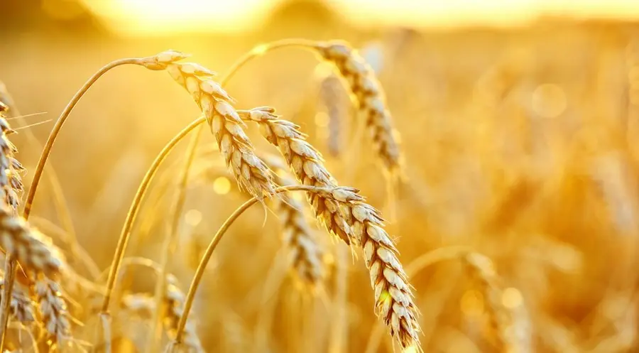 Ceny pszenicy zabłysły! Kontrakty futures na to zboże zbliżają się do historycznego maksimum na fali kiepskich plonów | FXMAG INWESTOR