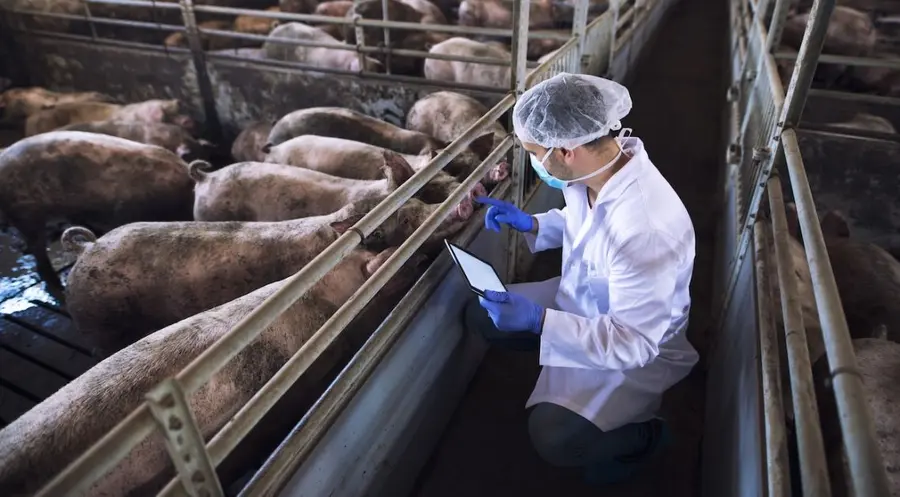 Cena skupu trzody chlewnej 2023: Pogłowie świń zmalało do poziomu najniższego od ponad dwóch dekad! | FXMAG INWESTOR