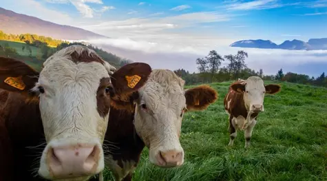 Ceny bydła biją kolejne rekordy! Światowy rynek wołowiny pod presją zmniejszonej podaży oraz wysokiego popytu