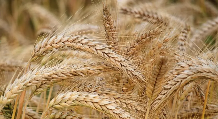Ceny pszenicy i kukurydzy ciągle lecą w dół. Niekorzystne uwarunkowania pogodowe odbiły się na jakości | FXMAG INWESTOR