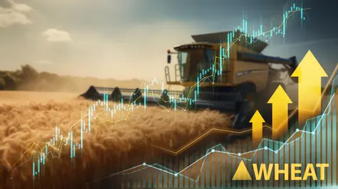 Ceny pszenicy i kukurydzy lecą na łeb. Zapasy są już na 36-letnich rekordach