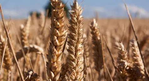 Ceny pszenicy drożeją w zastraszającym tempie! Zboża oraz paliwa mogą popsuć dezinflacyjny optymizm | FXMAG INWESTOR
