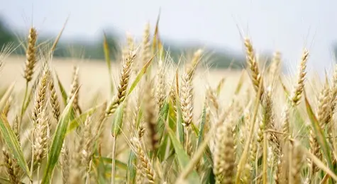 Ceny zbóż, prognozy 2023: nowy sezon przyniesie dalszy spadek! | FXMAG INWESTOR