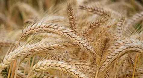 Ceny zbóż w Polsce: zbiory będą wyższe! Prognoza 2023 | FXMAG INWESTOR