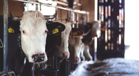 Co dalej z ceną mleka? Wzrost produkcji u najważniejszych światowych producentów wyhamował | FXMAG INWESTOR