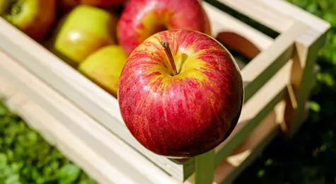 Czy ceny jabłek w Polsce pójdą w górę? Eksport maleje… | FXMAG INWESTOR