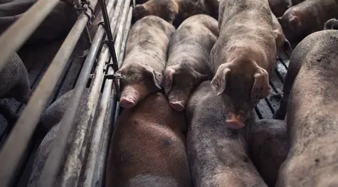 Drogie świnie, czyli ceny kontraktów na wieprzowinę blisko historycznych rekordów! Zobacz, co dzieje się na rynkach  | FXMAG INWESTOR