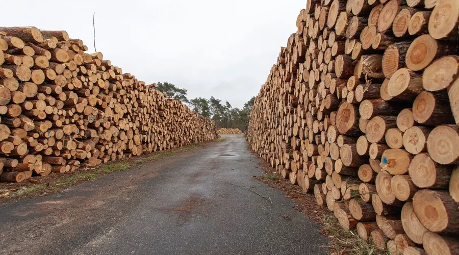 Ministerstwo Klimatu i Środowiska czyha na kasę Lasów Państwowych? Chodzi o ponad 200 mln zł rocznie