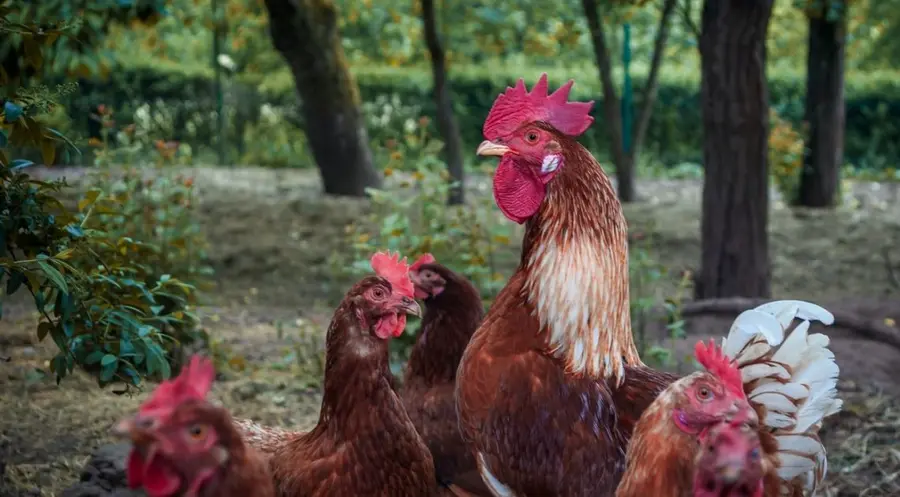 Grypa ptaków obniżyła krajową produkcję w sektorze drobiarskim, rekordowa liczba odnotowanych w kraju ognisk grypy!   | FXMAG INWESTOR