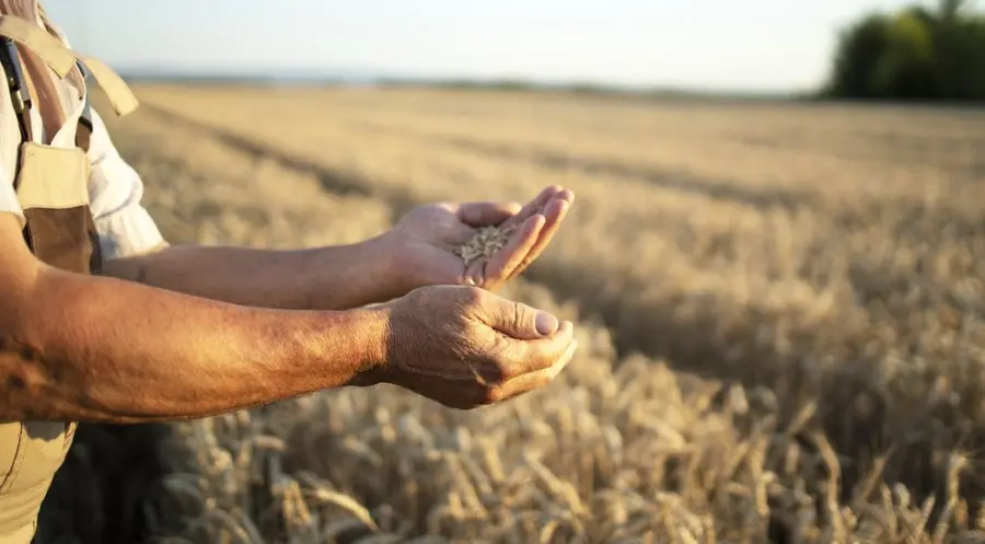 IMC, grupa rolnicza działająca na Ukrainie, podsumowuje żniwa pszenicy ozimej - wydajność upraw pszenicy wzrasta | FXMAG INWESTOR