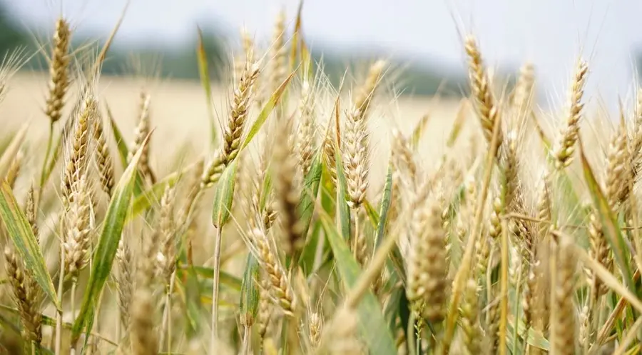 Indie wstrzymują eksport ziarna, cena pszenicy wystrzeliła do poziomu najwyższego w historii notowań | FXMAG INWESTOR