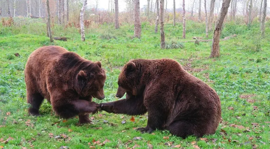 Jeszcze więcej niedźwiedzi w Stanach Zjednoczonych! | FXMAG INWESTOR