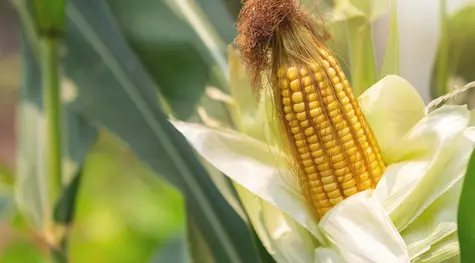 Kluczowe zmiany na rynku kukurydzy - sprawdź najnowszą analizę techniczną notowań CORN | FXMAG INWESTOR