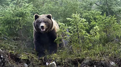 Kontrakty terminowe na WIG20. Dokąd zmierzają Niedźwiedzie?