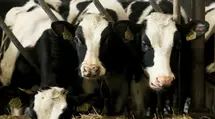 Krowa do opodatkowania! Politycy chcą docisnąć pasa rolnikom