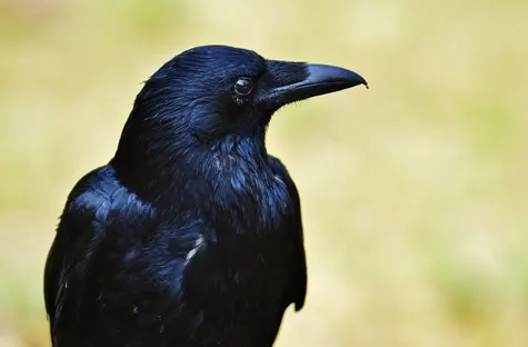 KRUK zawarł dużą umowę kredytową - co z kursem akcji?