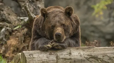 Notowania giełdowe: niedźwiedzie nie odpuszczają. Szybujące ceny energii - UE już przygotowuje się do interwencji! | FXMAG INWESTOR