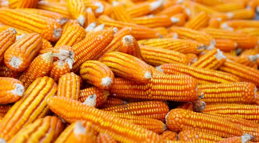 Cena kukurydzy zalicza mocny rajd w górę, jest już na najwyższym poziomie od połowy kwietnia | FXMAG INWESTOR
