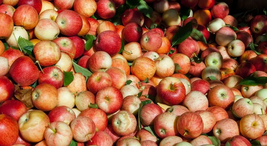 Owoce: wzrost krajowej produkcji owoców w 2022, jednak eksport wciąż niski [ceny jabłek, ceny soku jabłkowego] | FXMAG INWESTOR