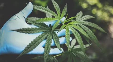 Legalizacja marihuany: państwa i inwestorzy chcą zarabiać na przemyśle konopnym. Czy warto już teraz zainteresować się akcjami spółek z tej branży? | FXMAG INWESTOR