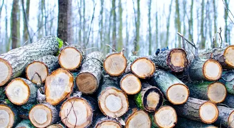 Perspektywy krótko- i średnioterminowe dla branży drzewnej w Polsce | FXMAG INWESTOR