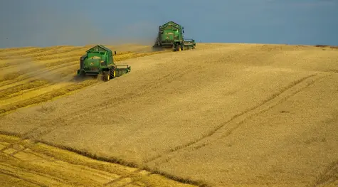 Czy sezon 24/25 przyniesie odbicie cen zbóż?