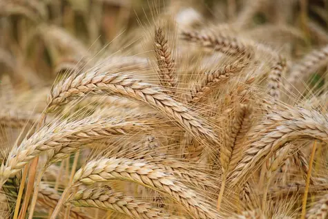 Przedsiębiorcy chcą sankcji na import zbóż z Rosji i Białorusi