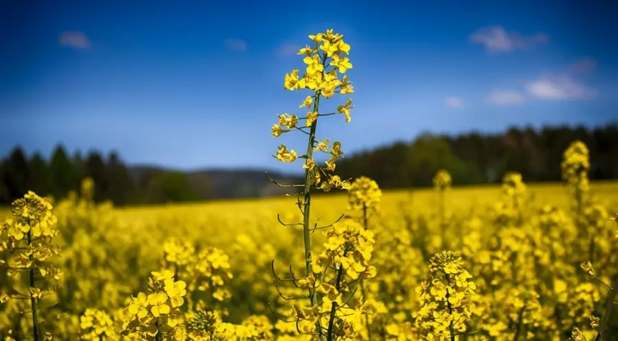 Rynek roślin oleistych pod silnym wpływem wojny w Ukrainie: ceny rzepaku mogą pozostać na wysokich poziomach, mimo odbudowy zapasów | FXMAG INWESTOR