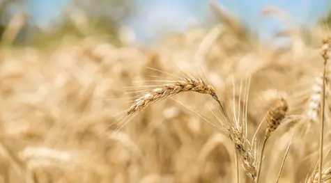 Ceny pszenicy wystrzeliły w górę: eksport z Ukrainy zagrożony | FXMAG INWESTOR