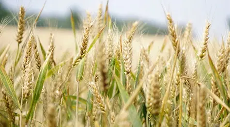Cena pszenicy: inflacja światowych cen żywności niepokoi coraz bardziej| FXMAG INWESTOR