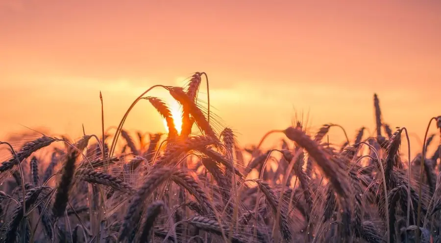 Cena pszenicy spadają, notowania zboża pod presją podaży! Solidne zwyżki cen ropy naftowej | FXMAG INWESTOR