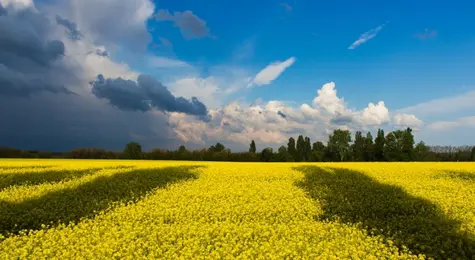 Udział Ukrainy w polskim imporcie rol-spoż ostro wzrósł. Największą uwagę przykuł import zbóż i rzepaku | FXMAG INWESTOR