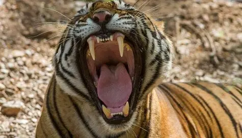 Upadek Azjatyckich Tygrysów
