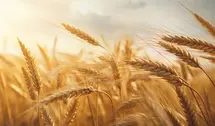 Cena pszenicy runęła - w 2 lata spadła o ponad 50%! Znamy nowe prognozy ekspertów