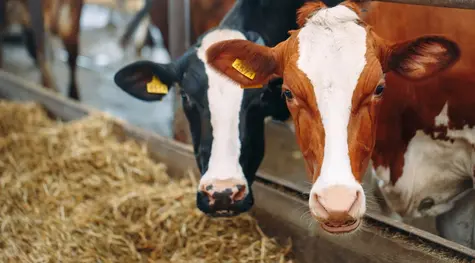 Wołowina – ceny bydła biją kolejne rekordy! Jak wygląda produkcja i handel na rynkach europejskich? | FXMAG INWESTOR