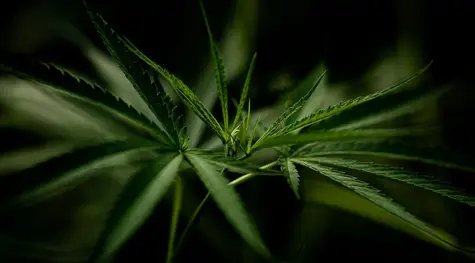Zwiększone podekscytowanie akcjami spółek z branży marihuany w związku z ustawą Marijuana Opportunity, Reinvestment and Expungement (MORE) | FXMAG INWESTOR
