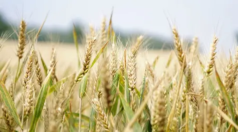 Cena pszenicy 2022: szykują się ogromne wzrosty cen na rynku zbóż! Zobacz perspektyw i prognozy   | FXMAG INWESTOR
