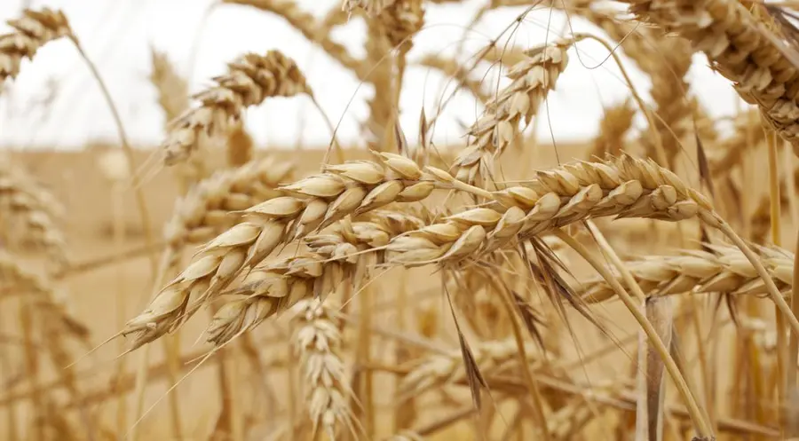 Cena pszenicy i kukurydzy: czy to się jeszcze opłaca? Niepewność na międzynarodowych rynkach zbóż | FXMAG INWESTOR