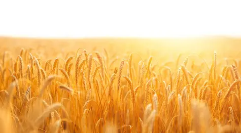 Cena pszenicy na linii trendu wzrostowego. Co więcej o wykresie notowań WHEAT mówi ekspert techniczny? | FXMAG INWESTOR