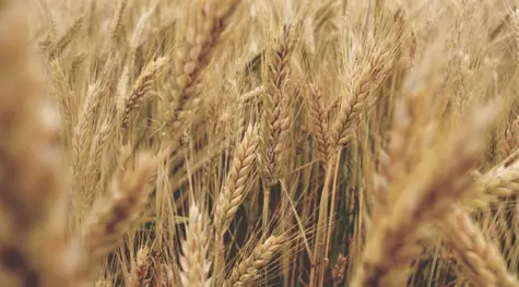 Cena pszenicy: nowe rekordy na światowych giełdach! Tempo inflacji żywności w 2022 nabiera rozpędu! [ceny skupu pszenicy w Polsce, ceny rzepaku, koszty zużycia energii, ceny ropy BRENT] | FXMAG INWESTOR