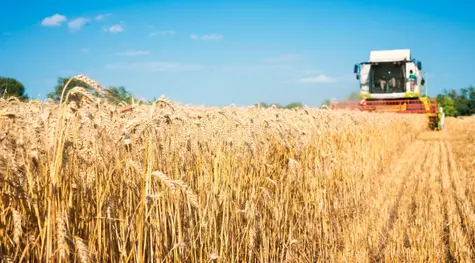 Ceny pszenicy i kukurydzy: co dalej? Zbiory w sez. 2022/23 jednak wyższe? [perspektywy na 4Q22 i 1H23] | FXMAG INWESTOR