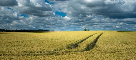 Ceny zbóż na wysokich poziomach! Notowania kukurydzy w maju osiągnęły drugi najwyższy w historii poziom. Czy nadchodzący czas będzie jeszcze lepszy dla tego segmentu? | FXMAG INWESTOR