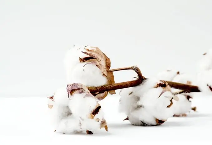 Cotton opuszcza trójkąt, czyli rynek Bawełny mocno zawęża notowania w ostatnich tygodniach | FXMAG INWESTOR