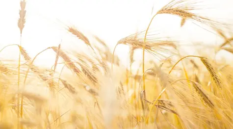Czy światowe ceny zbóż pozostaną wysokie? Prognoza dla notowań pszenicy, kukurydzy, jęczmienia oraz pozostałych gatunków zbóż - które z nich to najlepsza inwestycja? | FXMAG INWESTOR